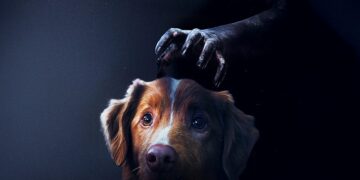 Estreias e Reexibições Imperdíveis na Rede Cine Show: Confira as Novidades da Semana