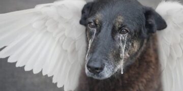 O Cão Orelha
