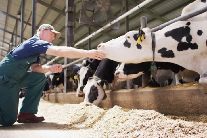 Conceito 90 Dias Vitais, da Elanco Saúde Animal, reúne os 60 dias do período seco e os 30 primeiros dias após o parto, fase considerada decisiva para as vacas leiteiras.